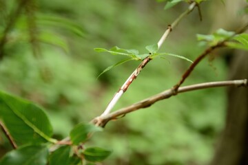 Deutzia glabrata, called Mulchamdae in Korea, is a deciduous shrub with smooth leaves and white spring flowers. It grows in shady moist valleys and is used ornamentally.