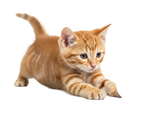 Obraz premium Young fluffy orange tabby kitten, 8-12 weeks, amber eyes, playful pounce for blue ball on transparent studio background with subtle shadows, ample negative space, concept of pet play and cuteness