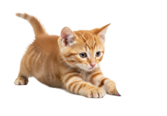 Young fluffy orange tabby kitten, 8-12 weeks, amber eyes, playful pounce for blue ball on transparent studio background with subtle shadows, ample negative space, concept of pet play and cuteness