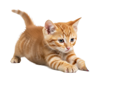 Young fluffy orange tabby kitten, 8-12 weeks, amber eyes, playful pounce for blue ball on transparent studio background with subtle shadows, ample negative space, concept of pet play and cuteness