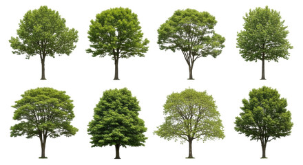 Obraz premium Ten distinct mature deciduous trees, vibrant green foliage, unique canopy, perfectly formed, isolated against transparent studio background. Professional studio asset concept