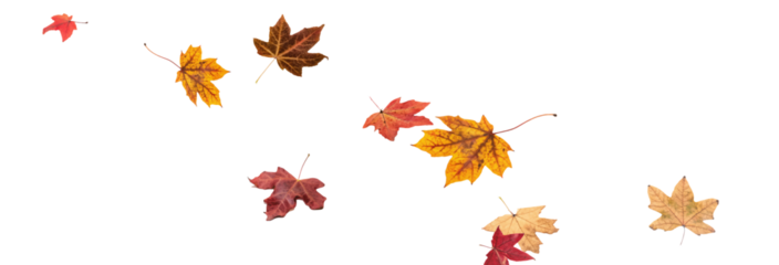 Falling leaves, autumn foliage on transparent background, beautiful background of orange and gold leaves. Vector maple leaf, png, flying foliage from tree.	
