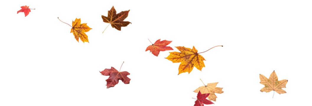 Falling leaves, autumn foliage on transparent background, beautiful background of orange and gold leaves. Vector maple leaf, png, flying foliage from tree.