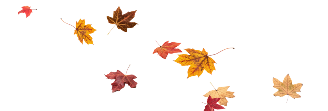 Falling leaves, autumn foliage on transparent background, beautiful background of orange and gold leaves. Vector maple leaf, png, flying foliage from tree.