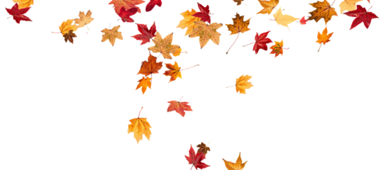 Falling leaves, autumn foliage on transparent background, beautiful background of orange and gold leaves. Vector maple leaf, png, flying foliage from tree.