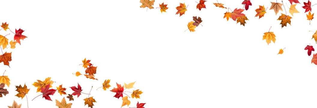 PNG Falling leaves, autumn foliage on transparent background, beautiful background Overlay orange and gold leaves. Vector maple leaf, png, flying foliage from tree.