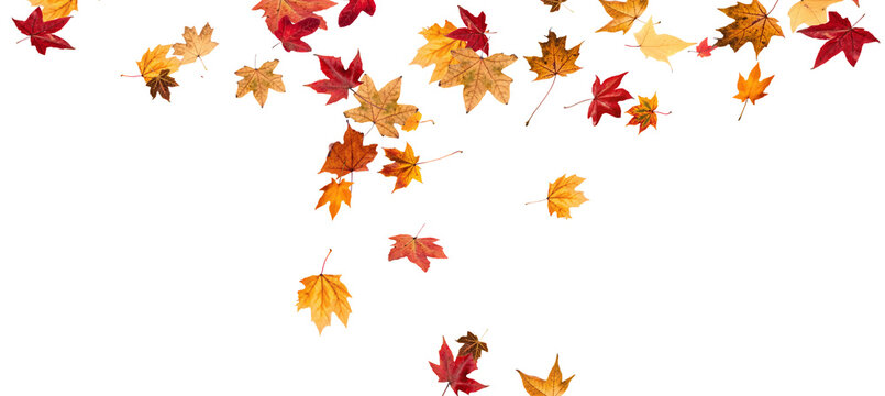 Falling leaves, autumn foliage on transparent background, beautiful background of orange and gold leaves. Vector maple leaf, png, flying foliage from tree.	
