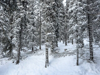 atmospheric winter landscape with pine trees and pure snowdrifts. snow covered winter pine forest. winter landscape. winter background. clean snowy