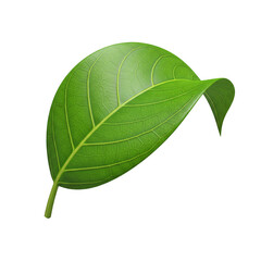 Obraz premium Single Green Leaf with Intricate Vein Pattern nature plant isolated on a transparent background