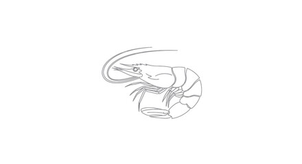 Simple Line Drawing of a Shrimp.