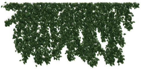 Long Hanging Ivy Vines PNG Transparent 3D Render –  Green Citrullus Lanatus Flower  © pixelpapu