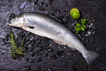 Raw whole salmon fish on black background. View from above, top studio shot