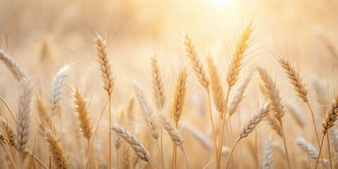 Fototapeta premium Golden Wheat Stalks Illuminated by Warm Sunlight in a Serene Agricultural Field
