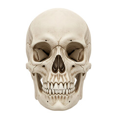 Obraz premium Realistic Human Skull with Visible Teeth on Black Background anatomy bone isolated on a transparent background