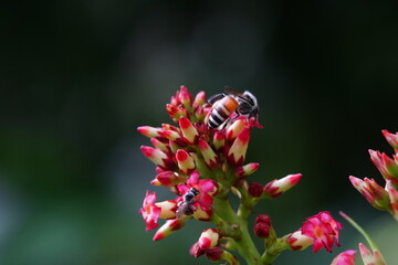 Anthophila found in the forest.