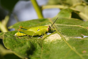 Grasshoppers are found in vegetable plots.