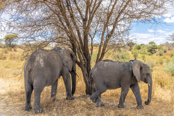 Fototapeta premium Elephant in Africa savanna on dry grass at safari game drive. Wild nature in African national parks of Kenya and Tanzania. Mammals animals wildlife in African savanna bush Tarangire national park