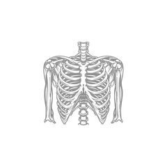 Human Thorax Skeletal Anatomy Illustration