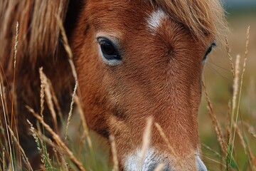 Close-up view of a brown horse grazing in a grassy field during the daytime in a serene landscape
