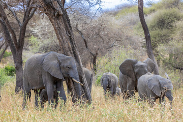 Elephant in Africa savanna on dry grass at safari game drive. Wild nature in African national parks of Kenya and Tanzania. Mammals animals wildlife in African savanna bush Tarangire national park