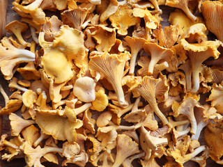 Fresh chanterelle mushrooms. Group of fresh chanterelles on the wooden background.