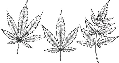 Hand drawn cannabis leaf set, black and white marijuana illustration, botanical hemp plant sketch, vintage medical weed design vector
