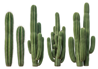 Vibrant green columnar cacti of varying heights and widths, ribbed stems, fine spines, isolated on a transparent studio background with ample copy space. Botanical design elements