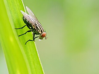 Detailed Portrait of a Housefly (Musca domestica) with Red Compound Eyes, Cleaning Its Legs on a Leaf Surface in the Morning