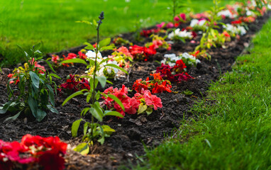 Close-up of colorful flowers growing in a garden bed