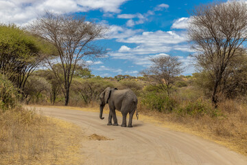 Fototapeta premium Elephant in Africa savanna on dry grass at safari game drive. Wild nature in African national parks of Kenya and Tanzania. Mammals animals wildlife in African savanna bush Tarangire national park