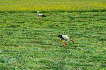 white stork in a mown meadow in Poland