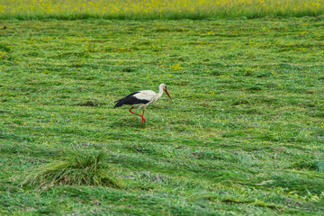 white stork in a mown meadow in Poland