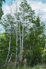 Fototapeta premium A section of the forest with young birch trees at the beginning of spring