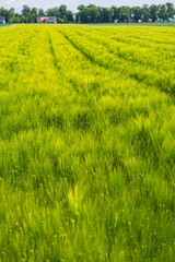 Obraz premium close-up on green rye growing in a field