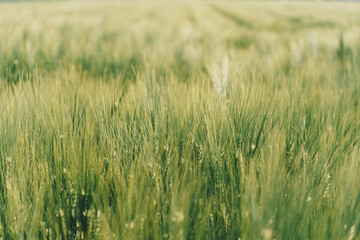 close-up on green rye growing in a field