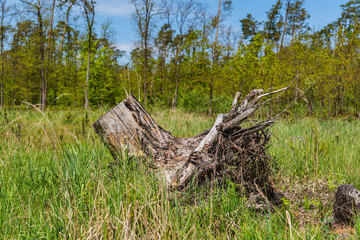Trunk pulled out of the ground with roots visible
