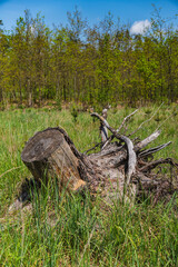 Trunk pulled out of the ground with roots visible