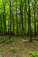 landscape of deciduous forest of the temperate zone