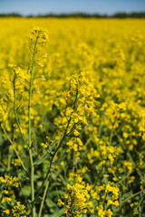 Obraz premium Fields of yellow rapeseed in early spring under a blue sky