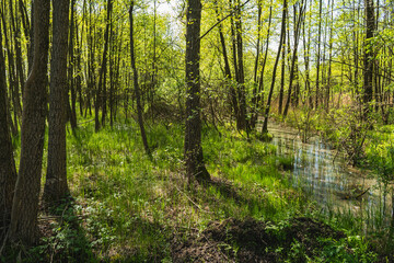 Fototapeta premium Landscape of a forest in a wetland with the bottom covered by horsetail