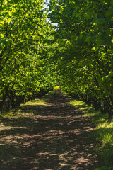 Obraz premium Hazelnut plantation at the beginning of spring full of green leaves