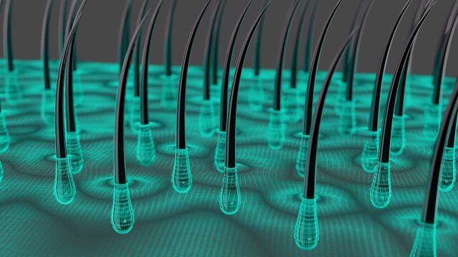 Futuristic 3D animation showing hair follicle growth and scalp anatomy. Perfect for biotechnology, dermatology, and cosmetic science projects related to hair care and skin health.