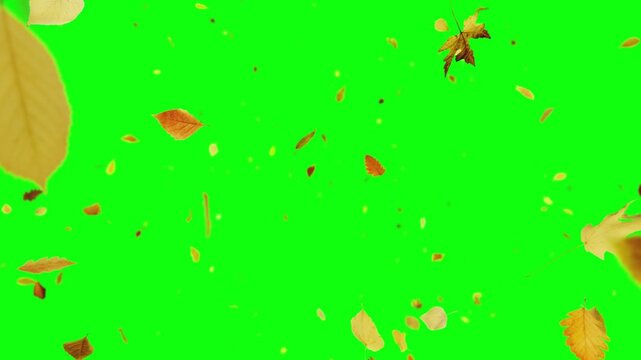 Falling Autumn Leaves on Green Screen Falling Away from the Camera Top View Background Seamless Loop