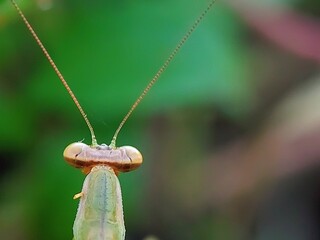 Insect Macro: Praying Mantis (Mantodea) Face with Golden Chin and Big Eyes