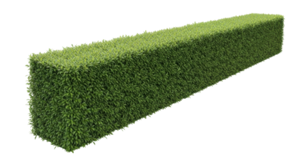 A single, long, perfectly trimmed green hedge with vibrant foliage and new sprouts, centrally positioned on a transparent studio background with copy space, concept of sophisticated landscaping
