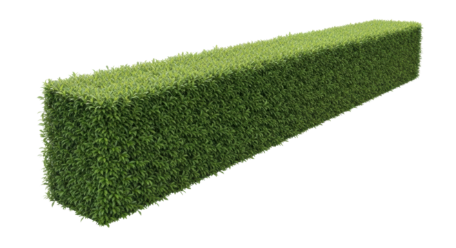 A single, long, perfectly trimmed green hedge with vibrant foliage and new sprouts, centrally positioned on a transparent studio background with copy space, concept of sophisticated landscaping