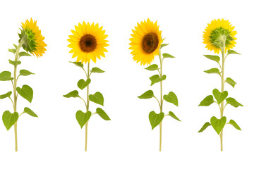Fototapeta premium Sunflowers in Various Stages of Bloom Isolated on White Bright Floral Growth and Natural Beauty Concept