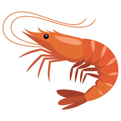 shrimp on white background