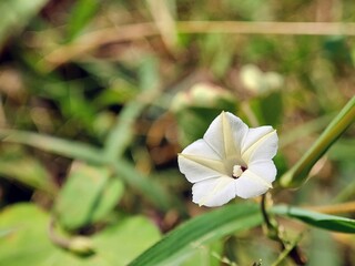 White Flowers Bloom: The Beauty of White Flowers (Merremia hederacea) & Green Leaf Background