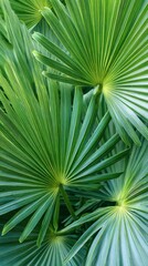 Close-Up of Tropical Palm Fronds for Nature Stock Photo